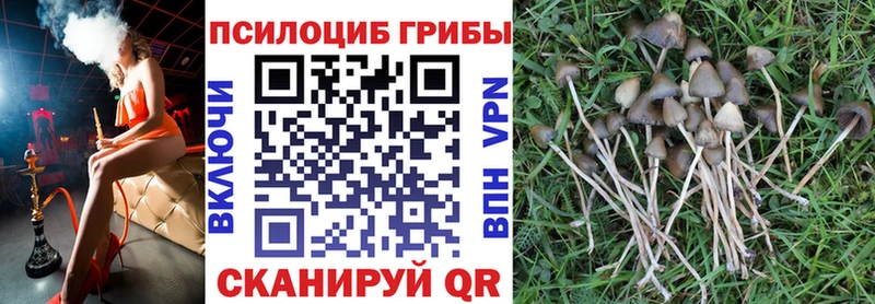 blacksprut вход  Прохладный  Галлюциногенные грибы Psilocybe 