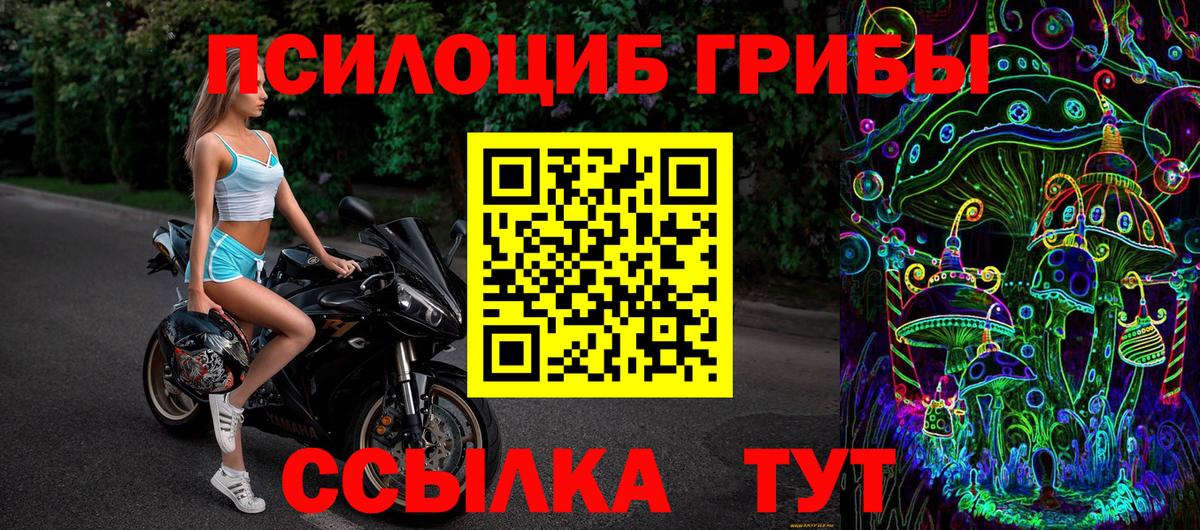 Псилоцибиновые грибы Psilocybe Прохладный